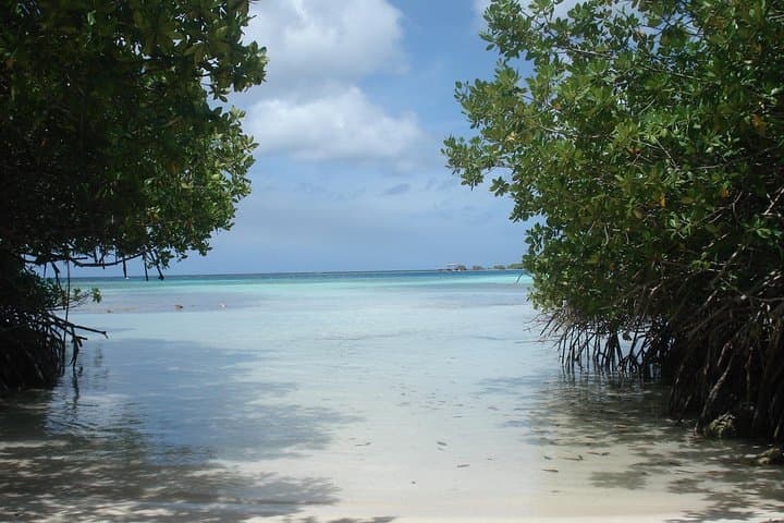 Half-Day Snorkel at Mangel Halto & Baby Beach — Aruba Guided Tour photo 4