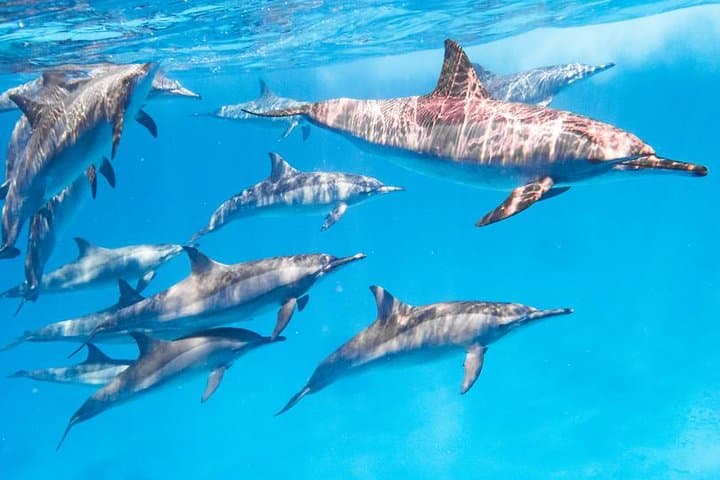 From Red Sea to the Pyramids: Cairo Day Tour from Marsa-alam photo 2