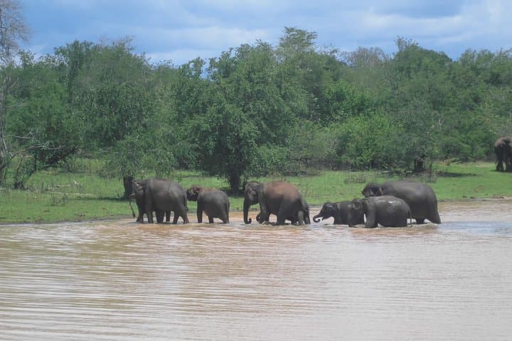 Udawalawe National Park Safari from Hambantota: Guaranteed Elephant Sightings photo 4