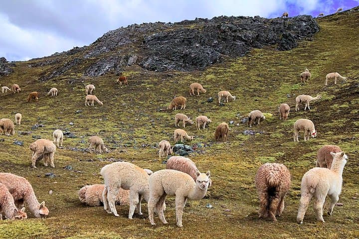 Palccoyo Rainbow Mountains & Q’eswachaka: Day Hike to Three-Colored Peaks and the Last Inca Bridge photo 3