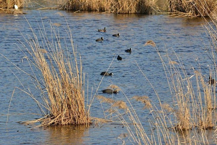 Bird Watching in Albufeira Lagoon — Guided Tour in Arrábida Natural Park photo 3