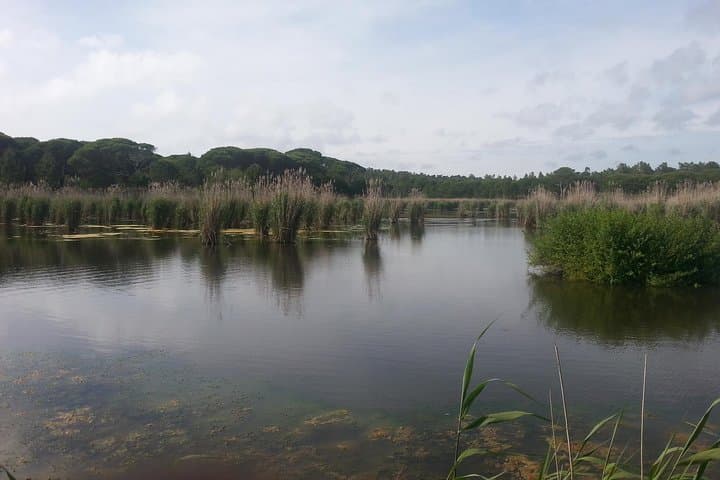 Bird Watching in Albufeira Lagoon — Guided Tour in Arrábida Natural Park photo 6