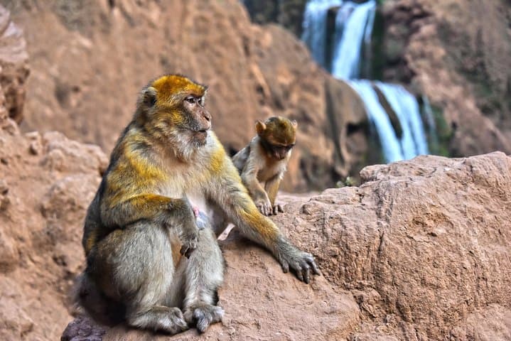 Day Trip to Ouzoud Waterfalls from Marrakech: 110m Cascades, Monkeys & Berber Villages photo 5