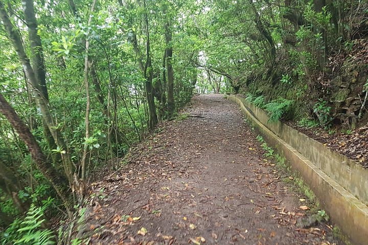 Santo da Serra to Ribeiro Frio Levada Walk — Full-Day Guided Hike on Madeira photo 4