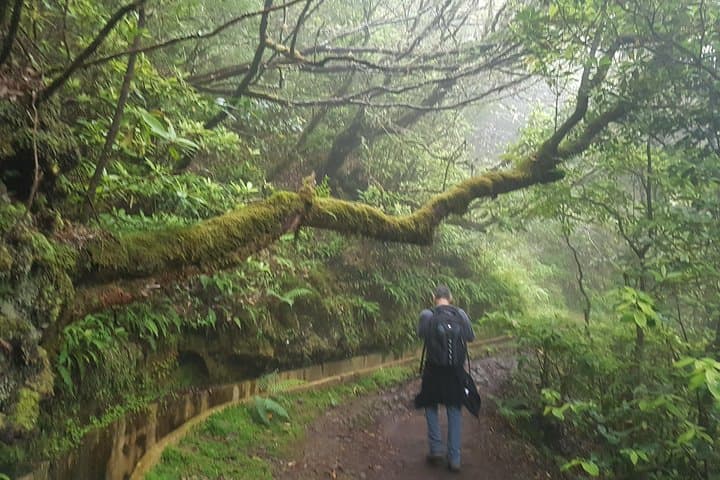 Ribeiro Frio to Portela Levada Walk — 10.7 km Guided Levada Hike in Madeira photo 4