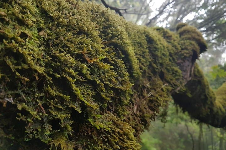 Ribeiro Frio to Portela Levada Walk — 10.7 km Guided Levada Hike in Madeira photo 5