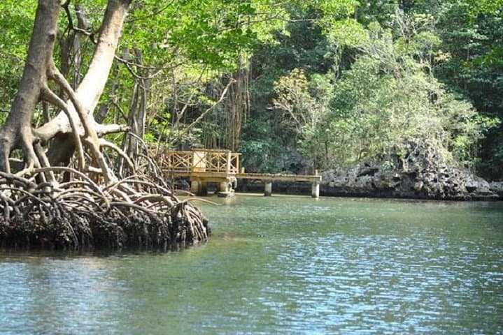 Los Haitises National Park Tour from Punta Cana — Mangroves, Caves & Local Lunch photo 4