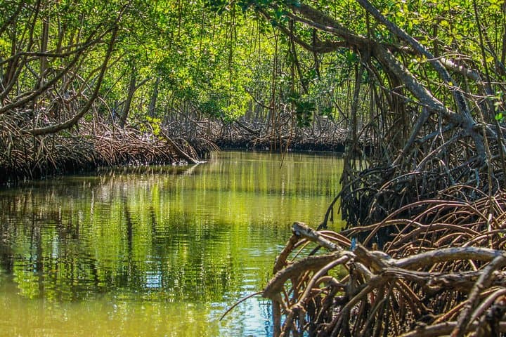 Los Haitises National Park Tour from Punta Cana — Mangroves, Caves & Local Lunch photo 5