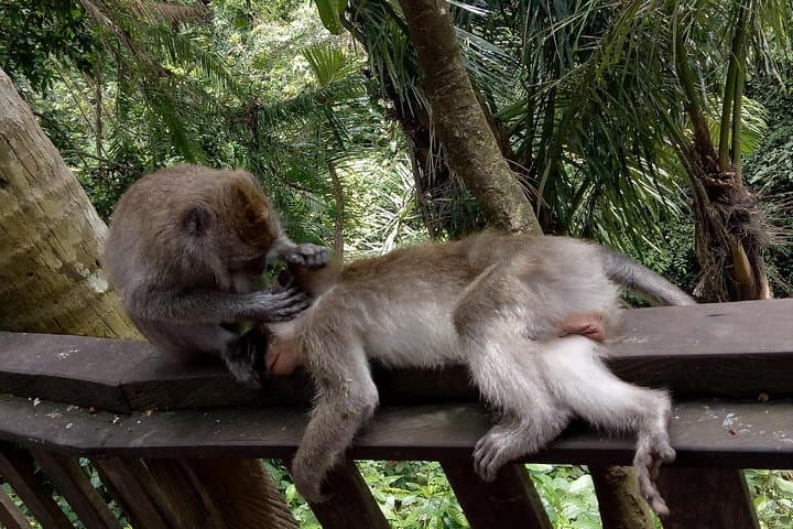 Ubud Day Tour: Sumampan Waterfall, Monkey Forest, Tegalalang Rice Terraces & Jungle Swing photo 5