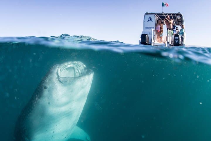 Swim with Whale Sharks in La Paz: Bay Snorkel Adventure photo 2