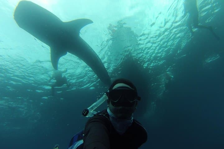 Swim with Whale Sharks in La Paz: Bay Snorkel Adventure photo 4