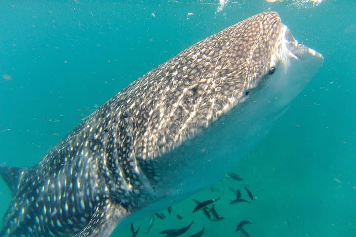 Swim with Whale Sharks in La Paz: Bay Snorkel Adventure