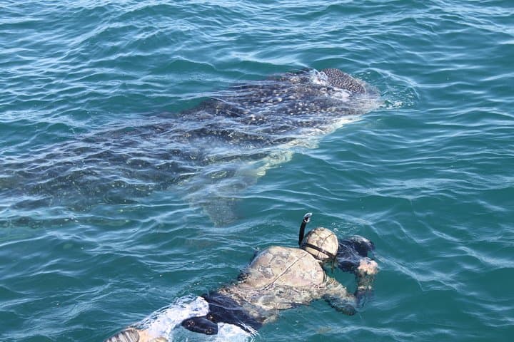 Swim with Whale Sharks in La Paz: Bay Snorkel Adventure photo 6