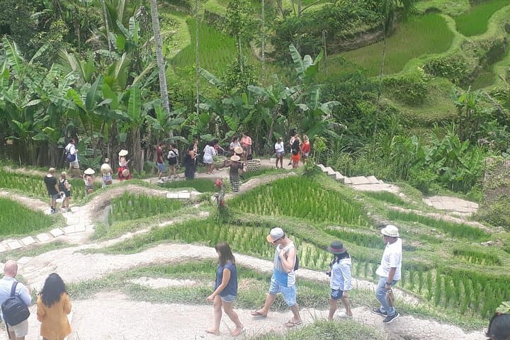 Mount Batur Sunrise Trek: Bali Volcano Hike with Coffee & Tegalalang photo 4