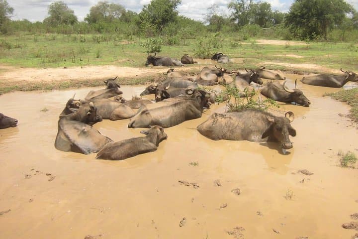 Udawalawe National Park Day Safari from Negombo: Elephant & Wildlife Jeep Tour photo 3