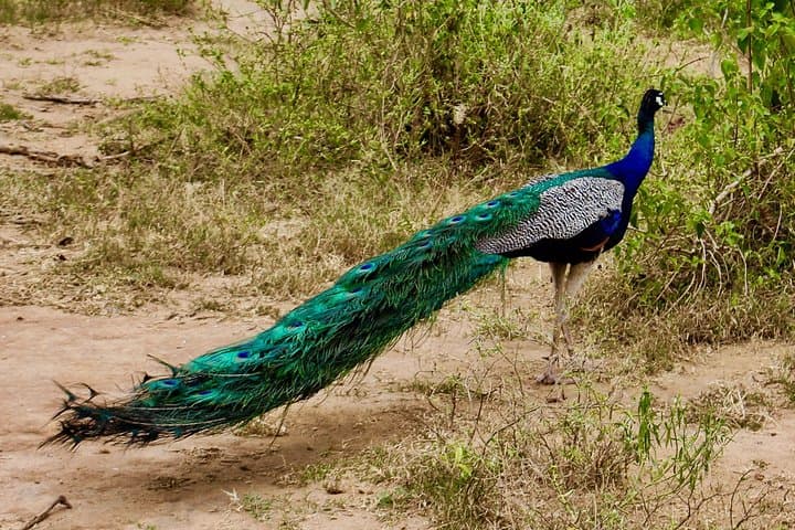 Udawalawe National Park Safari: Guaranteed Elephant Sightings from Kalutara, Bentota & Hikkaduwa photo 6