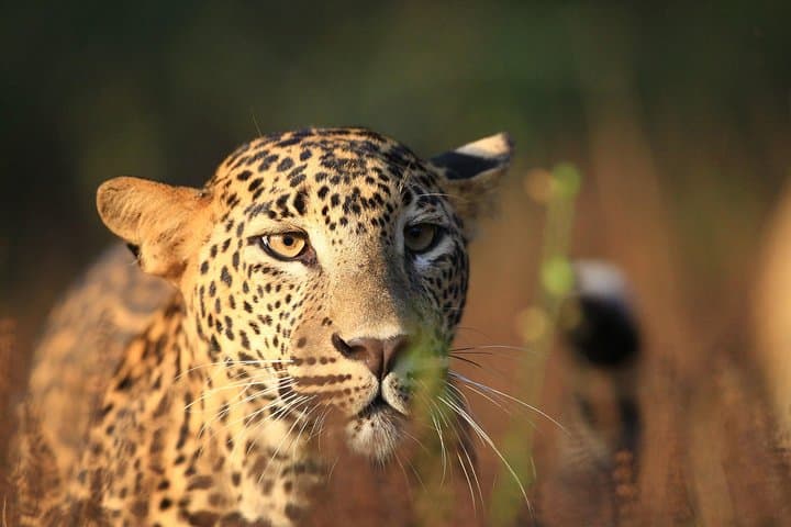Wilpattu National Park and Anuradhapura: 2-Day Wildlife & Temple Tour from Colombo photo 5
