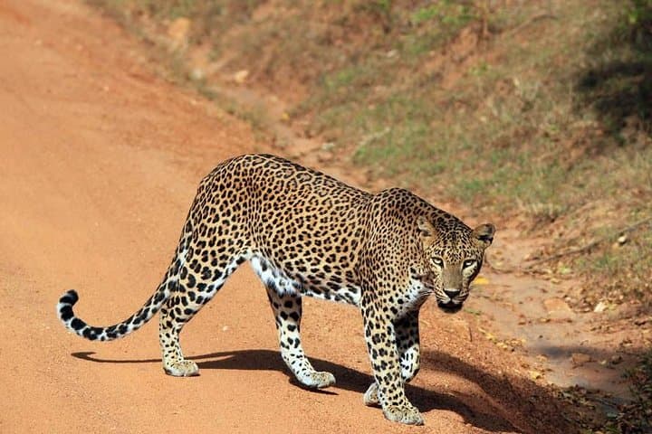 Two-Day Sri Lanka: Sigiriya Rock, Dambulla Cave Temple & Wilpattu Safari from Negombo photo 4