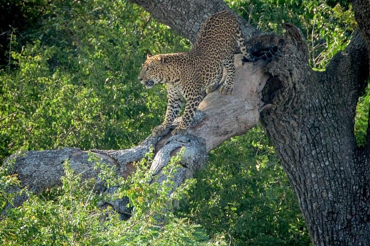 2-Day Udawalawe and Yala Safari from Negombo — Elephant & Leopard Game Drives photo 3