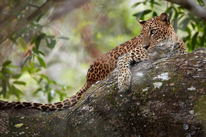 Two-Day Sri Lanka: Sigiriya Rock, Dambulla Cave Temple & Wilpattu Safari from Negombo photo 6