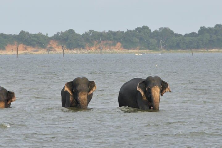Udawalawe National Park Safari: Guaranteed Elephant Sightings from Kalutara, Bentota & Hikkaduwa photo 4