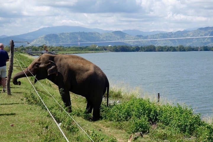 Udawalawe Day Trip from Colombo: Private Transfer and Wildlife Viewing photo 5