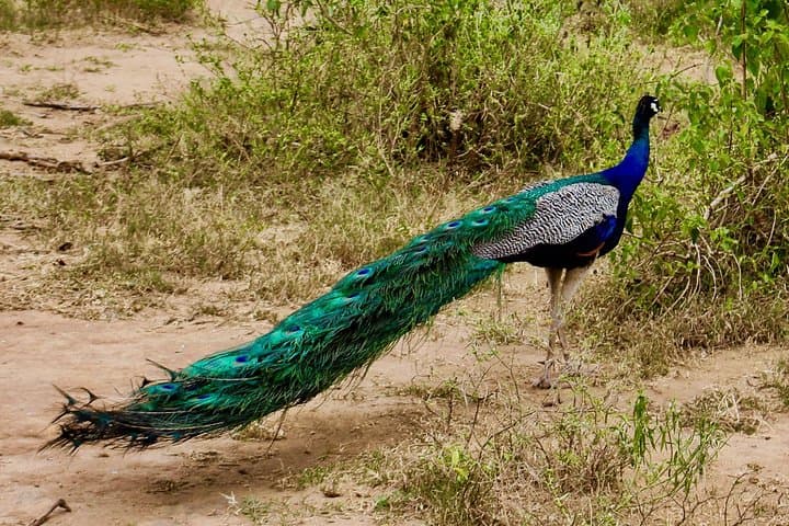 Udawalawe Safari Day Trip from Galle — Jeep Wildlife Tour to See Elephants photo 4
