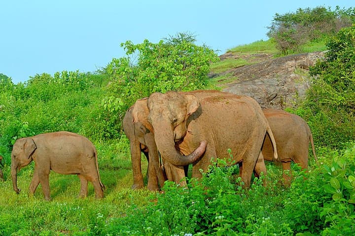 Udawalawe Safari from Mount Lavinia — Elephant-First Game Drive Guide photo 5
