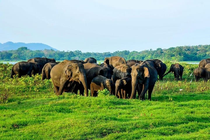 Minneriya National Park Jeep Safari from Kandy: Elephant Gathering and Wildlife Viewing photo 2