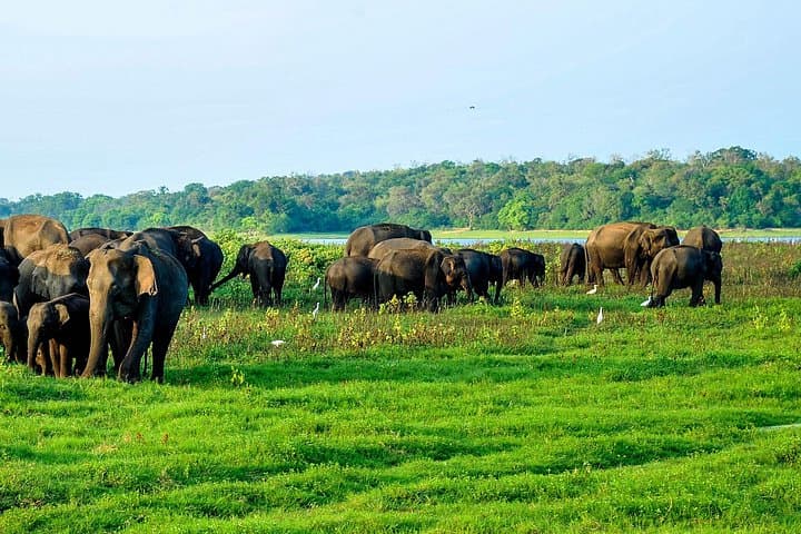 Minneriya National Park Jeep Safari from Negombo — See Asia's Largest Elephant Gathering photo 3