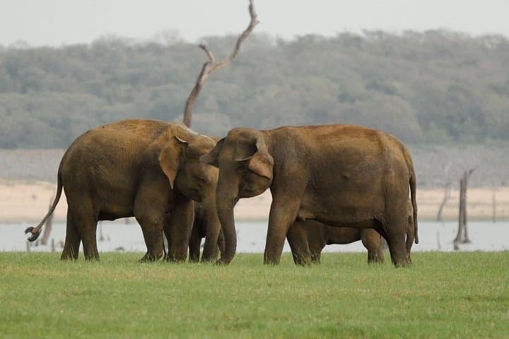 Minneriya National Park Jeep Safari from Negombo — See Asia's Largest Elephant Gathering photo 2
