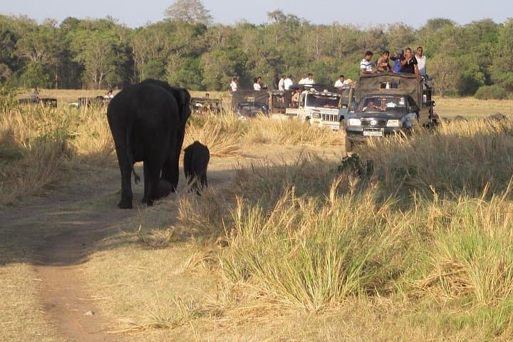 Minneriya National Park Jeep Safari from Kandy: Elephant Gathering and Wildlife Viewing photo 3
