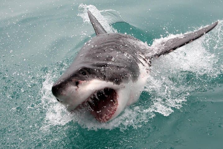 Three-Day Cape Adventure: Shark Cage Diving, Cape Peninsula & Winelands photo 2