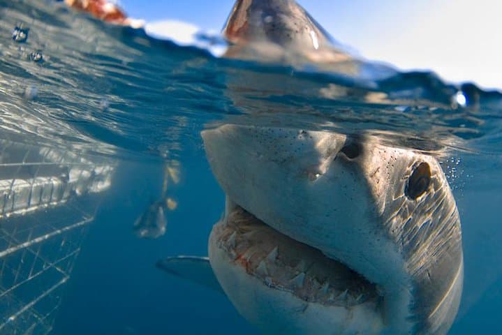 Three-Day Cape Adventure: Shark Cage Diving, Cape Peninsula & Winelands photo 3