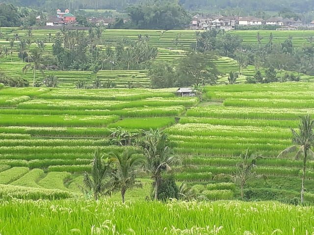 Ubud ATV Adventure and 2‑Hour Lulur Spa — Rice‑Field Trails & Bali Wellness photo 6