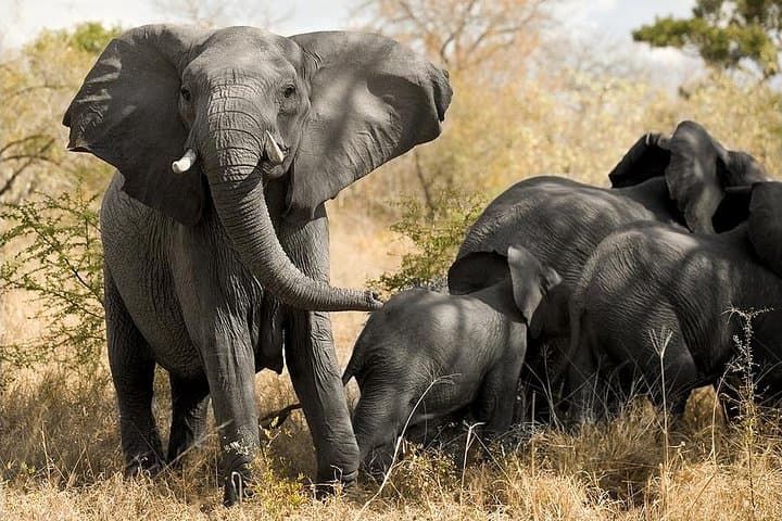 Cape Town 3-Day Cruise, Safari & Winelands Experience: Sunset Sail, Aquila Big Five, Constantia Tasting photo 5