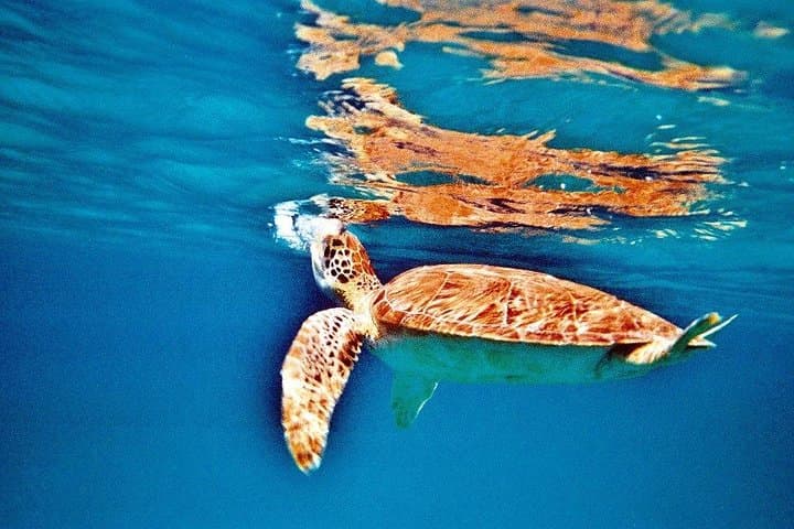 Half-Day Sail and Snorkel to Buck Island: Swim With Green Sea Turtles photo 4