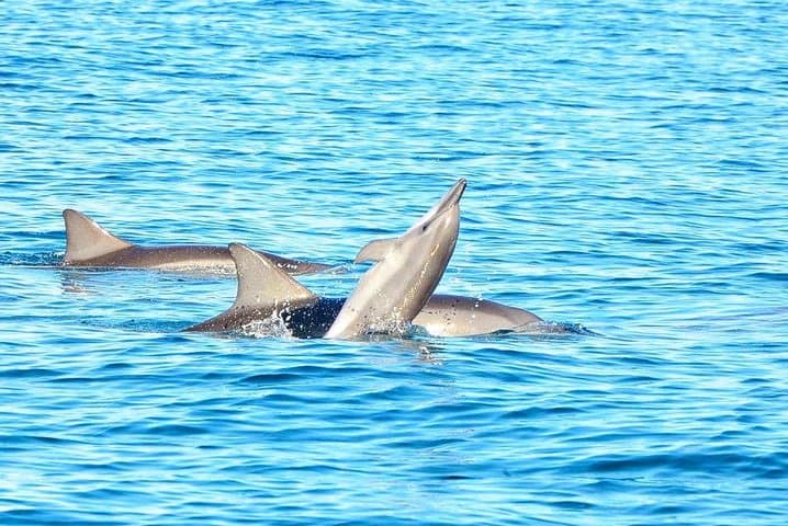 Mauritius in 3 Days: Private North, South & Southwest Tours with Optional Dolphin Swim photo 5