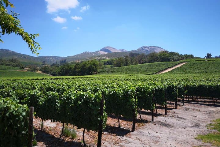 Private Cape Winelands Day Tour from Stellenbosch, Franschhoek or Paarl photo 5