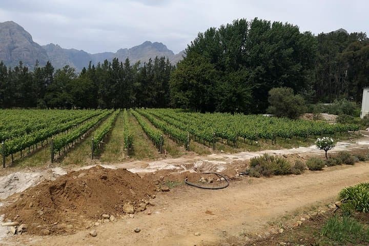 Full-Day Panoramic Cape Town & Constantia Wine Route Private Tour photo 3