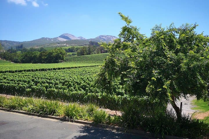 Private Winelands Tour: Stellenbosch, Franschhoek & Paarl Day Trip from Cape Town photo 4