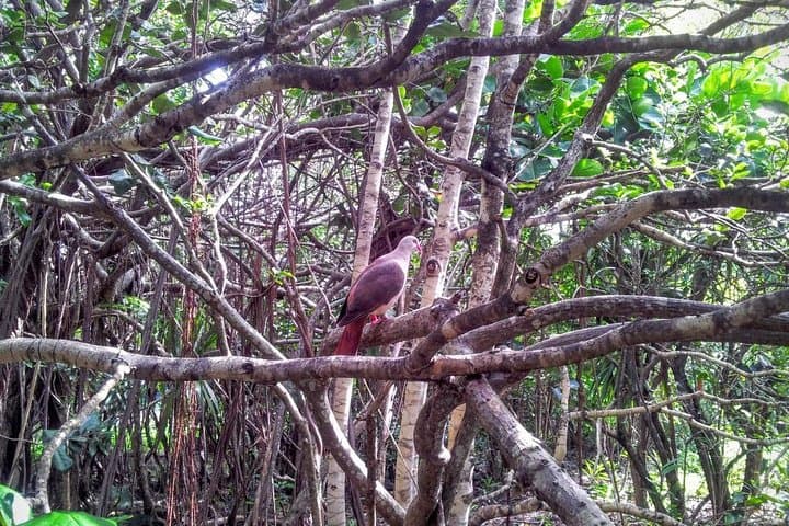 Ile aux Aigrettes Day Tour — Blue Bay, La Vanille & Gris Gris photo 5