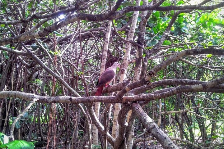 Mauritius Eco Day Tour: Ile aux Aigrettes, Blue Bay & La Vanille Reserve photo 3