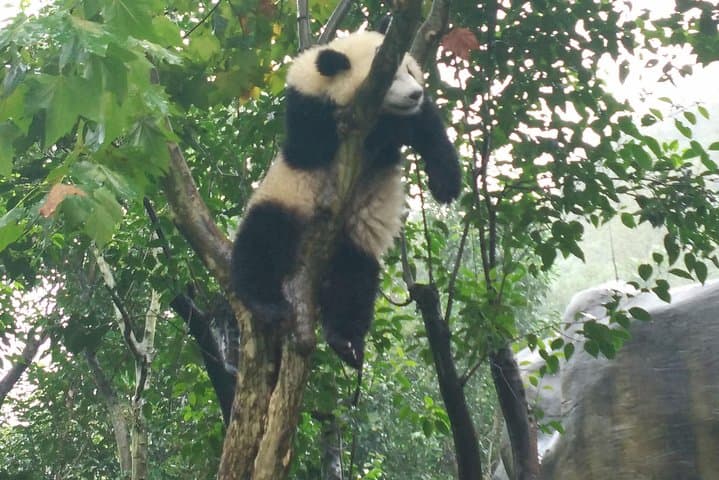 Chengdu Panda Base and Leshan Giant Buddha: Private One-Day Tour from Chengdu photo 3
