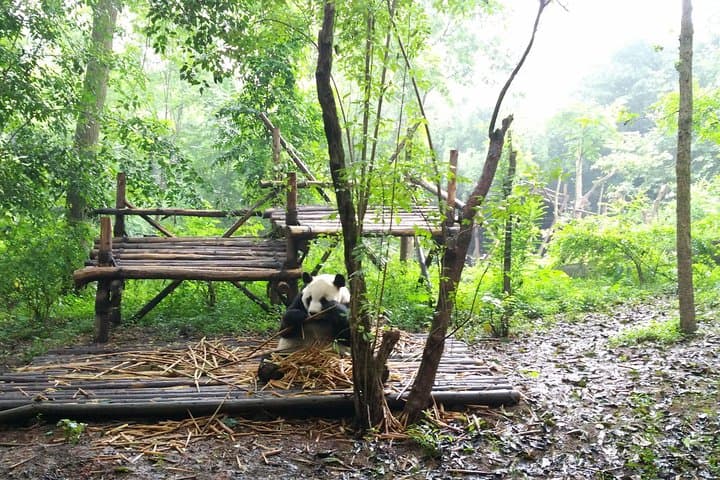 Chengdu Panda Base and Leshan Giant Buddha: Private One-Day Tour from Chengdu photo 5