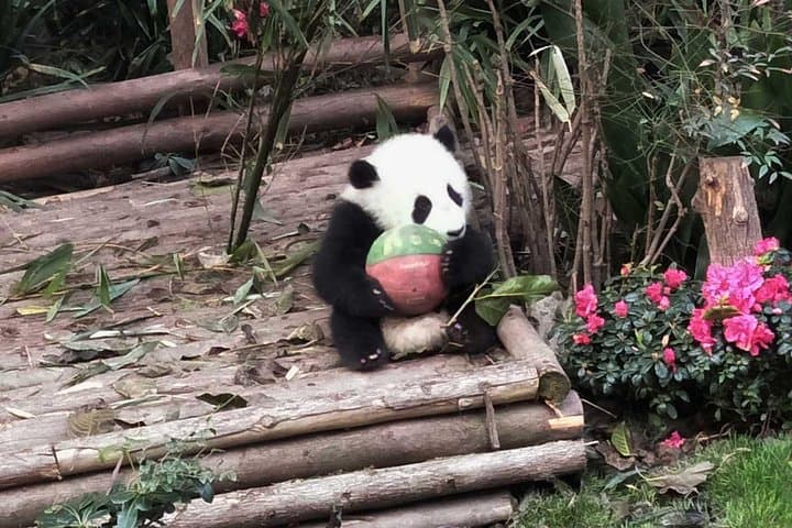 Panda Keeper Program at Dujiangyan: Private Day Volunteer from Chengdu photo 4