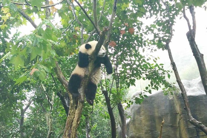 Panda Keeper Program at Dujiangyan: Private Day Volunteer from Chengdu photo 6