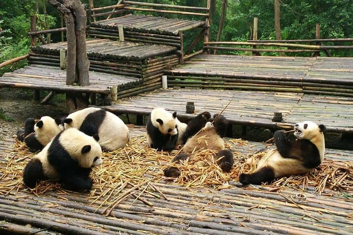 Chengdu Panda Base & Sichuan Cuisine: Panda Viewing and Hands-On Cooking Class photo 6