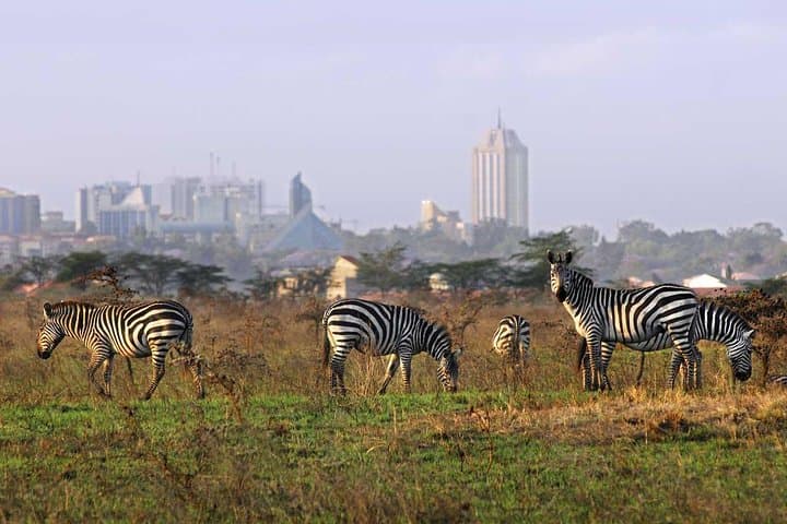 Nairobi National Park Half-Day Safari: City Skyscrapers and Savanna Wildlife photo 2