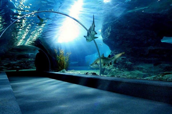 Sea Life Bangkok Aquarium Admission with Private Transfer photo 3
